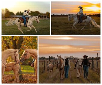 Pripúšťanie cremello Quarter Horse žrebcom - EARLY BOOKING - 7