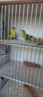 Predám Čižíkov Yarrellii - 7