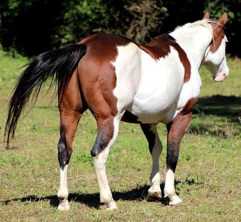 AMERICAN PAINT HORSE - 7