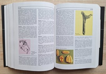Encyklopedia archeologie - 7