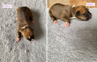 Šteniatka - Americký stafordšírsky teriér (Amstaff, Staford) - 7