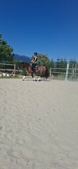 Predám 10 ročnú welsh cob kobylu - 7