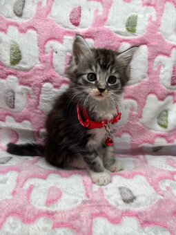 Mainská mývalia Maine coon - 7