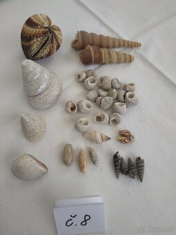 Mušle - 7