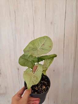 Rôzne izbové rastlinky - 7