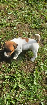 Jack russel terier šteniatka - 7