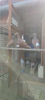Poštové holuby Meulemans - 7