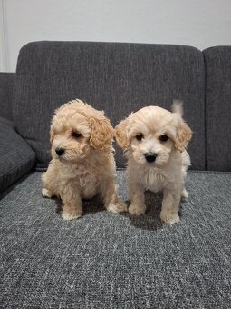 Maltipoo - 7