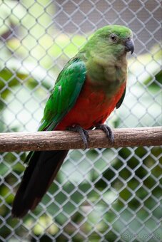 Papagáj královský - 7