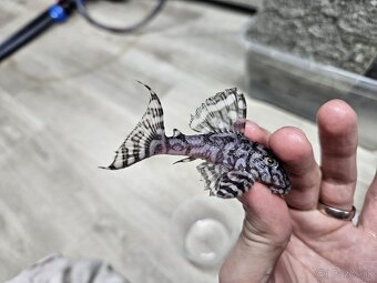 L 236 Super White - chovné páry - 7