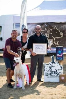 Argentinská doga ( Dogo Argentino ) - 7