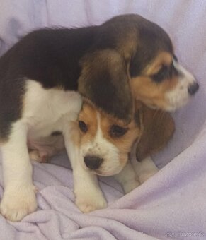 Beagle, bigel, bigl bez PP - 7