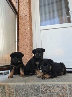 Nemecký ovčiak šteniatka. - 7