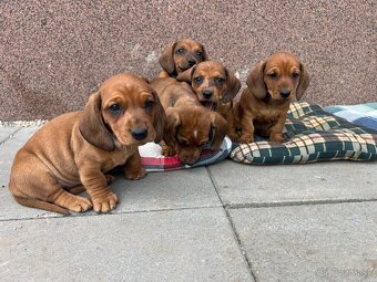 Jazvečík krátkosrstý - 7