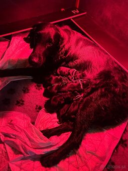 ŠTĚŇATA FLAT COATED RETRIEVER - CHS YnnaBBlack - 7