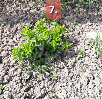 BRŠLEN (Euonymus)-rôzne druhy (E. Japonica...). - 7