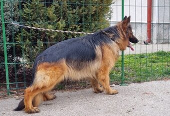 Nemecký ovčiak šteniatka na predaj - 7