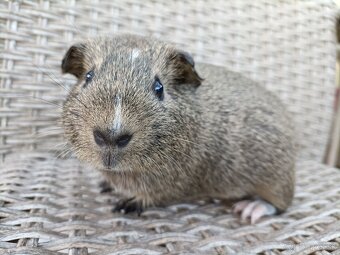 Morské prasiatka - 7