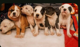 Americky stafford - 7