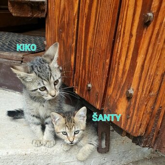 DARUJEM MAČIATKA KIKO A ŠANTY - 7