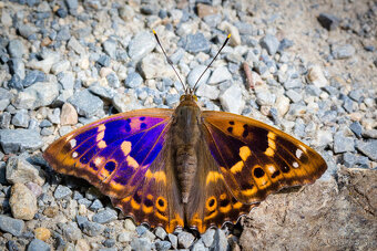 CANON EF 100mm f/2.8 USM makro - 7