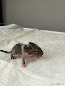 Predám mláďatá osmaka degu🐾 - 7