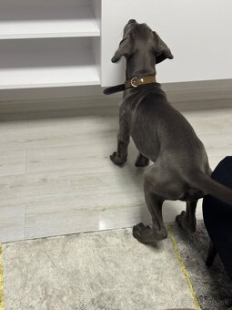 Cane corso - 7