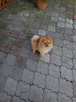 Pomeranian - 7
