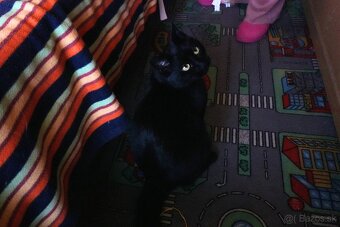 Mladý kocúrik hľadá urgentne domov - 7