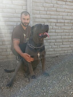 Cane corso šteniatka - 7