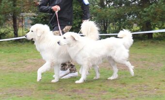 Slovenský čuvač s PP - 7