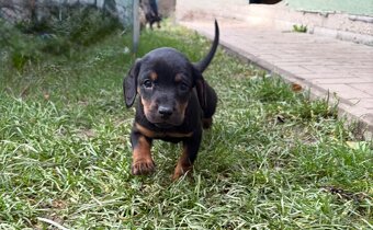 Slovenský kopov s PP - 7