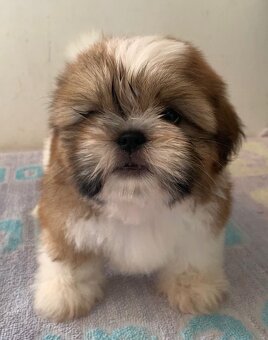 Krásne šteniatka Shih Tzu, FCI - 7