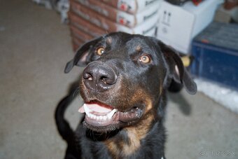 Beauceron Archi - 7