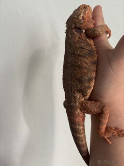 Agama bradatá - 7