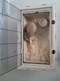 Zakrslý králik - 7