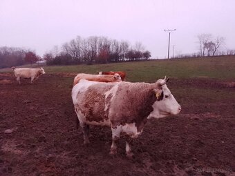 Jalovice, kravy - 7