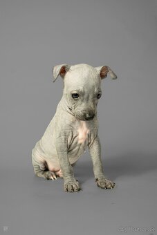 Americký bezsrstý teriér - 7