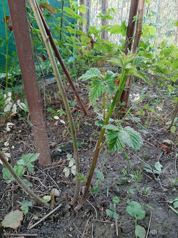 slachtene beztrnove velkoplode cernice - 7