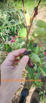 Muchovník - amelanchier - indianska čučoriedka - 7