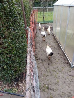 Predám kohútov - 7