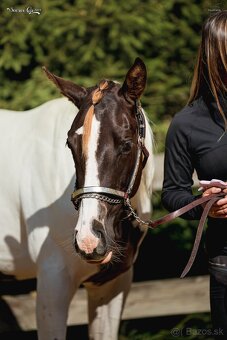 APH hřebeček 2024 - 7