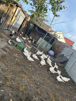 Predám kačice sedemmesačné narodené v máji - 7