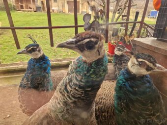 Pávy -9mesačné - 7