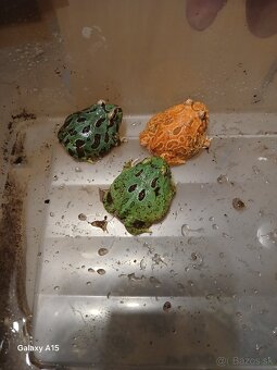 Rohatka cranwelova - 7