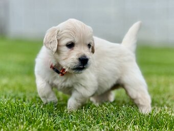 Zlatý retriever šteniatka s PP - 7
