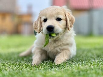 Zlatý retriever šteniatka s PP - 7