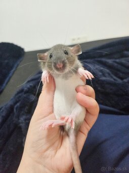 Darujem potkaníky - 7