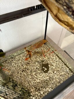 Predam akvarium Tetra - 7