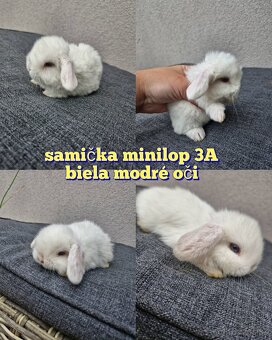 Minilop, zakrsly baranček , zakrsly kralik, zajko - 7